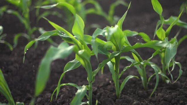 corn water drops a irrigation. close-up of young green corn sprouts. agriculture irrigation business concept. irrigation young corn sprouts close-up being watered drops of water sunlight rain