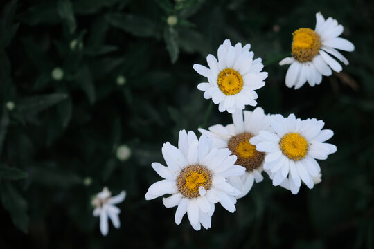 close-up photograph of daisies on a background of greenery in the garden dasy flovers with dark green leaves