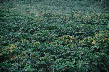 closeup potato field at the sunset