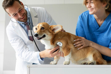 Pretty pembroke welsh corgi dog at the veterinarian, professionals vet with gloves checking the...