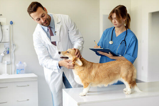 Friendly vet clinic. Veterinarian doctor looking at pembroke welsh corgi dog during checkup in clinic, female assistant with clipboard taking notes