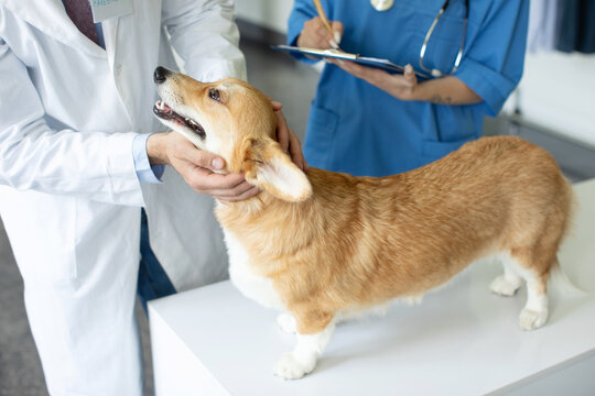 Medicine and pet care concept. Pembroke welsh corgi dog at checkup in clinic, veterinarian doctor and assistant with clipboard taking notes