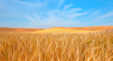 Obraz premium Golden wheat field with amazing cloudy blue sky in the background