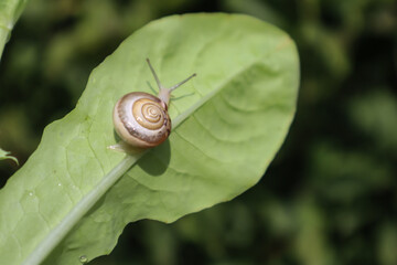 The snail on a leaf of lettuce.
