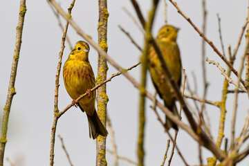 Yellowhammer // Goldammer (Emberiza citrinella) 