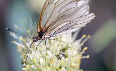 Fototapeta na wymiar White butterfly on a flower close-up in the garden in summer.