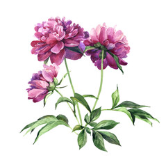 Watercolor bouquet of red peonies