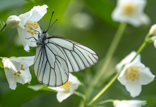 A white butterfly sits on a flower in close-up.
