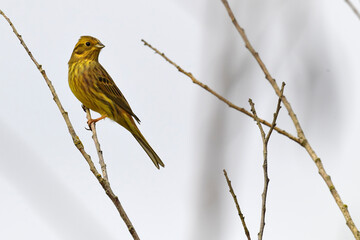 Yellowhammer // Goldammer (Emberiza citrinella) 