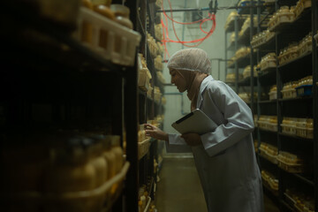 Fototapeta premium Young asian muslim female scientist doing research at a mushroom factory, examining mushroom leavening agent in a sterile and temperature-controlled room.