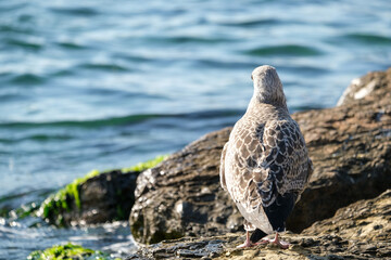 Close up seagulls standing up on the rock and watching sea. Selective focus of seagulls.