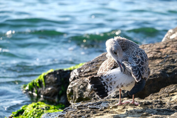 Seagull eating something inside wing feather itself on the rock near sea. Selective focus included.