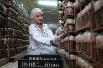 Fototapeta premium Young asian muslim female scientist doing research at a mushroom factory, investigating the growth of fungi in mushroom lumps. in a sterile and temperature-controlled room