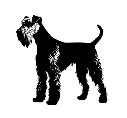 Vector isolated one single standing Airedale Terrier dog full body side view black and white bw two colors silhouette. Template for laser engraving or stencil, print for t shirt