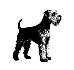 PNG one single standing Airedale Terrier dog full body side view black and white bw two colors silhouette. Template for laser engraving or stencil, print for t shirt
