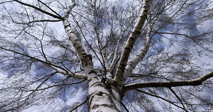 tall old birch during flowering and without foliage, spring season with birches with long flexible branches