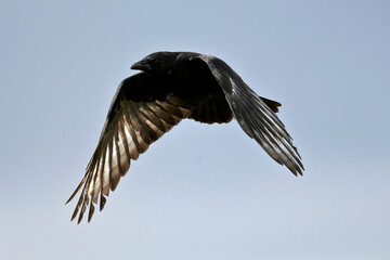 Aaskrähe, Rabenkrähe // Carrion crow (Corvus corone)