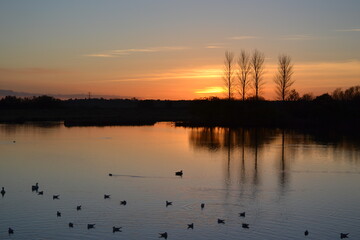 Abberton Nature Reserve, Essex