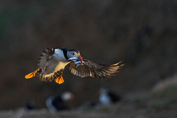 Puffin (Fratercula arctica) landing with small fish in its beak to feed its chick on Skomer Island off the coast of Pembrokeshire in Wales, United Kingdom