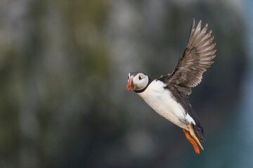 Puffin (Fratercula arctica) in flight along the coast of Skomer Island off the coast of Pembrokeshire in Wales, United Kingdom