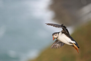 Puffin (Fratercula arctica) in flight along the coast of Skomer Island off the coast of Pembrokeshire in Wales, United Kingdom