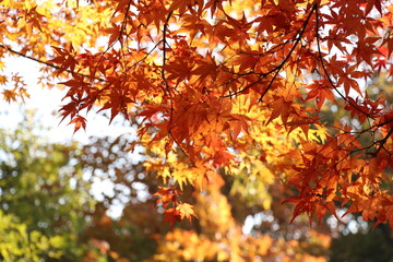 Naklejka na ściany i meble Maple leaves in the warm autumn day