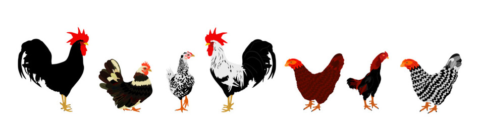 Elegant Roosters and chickens vector illustration isolated on white background. Male chicken and hen. Farm chantry cock. Organic food symbol. Poultry bird family.
