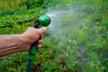 close-up on the hand of an elderly farmer watering with water with a spray gun on a hose beds with vegetables on a garden plot during a drought