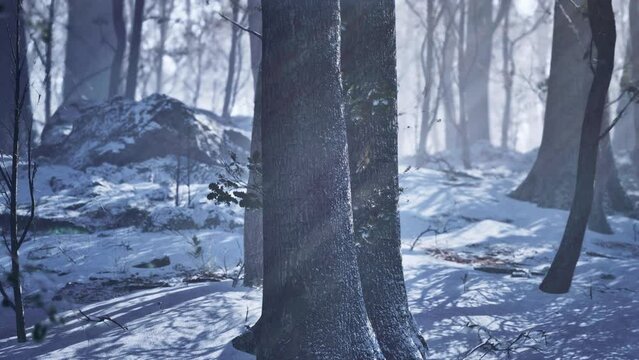 Landscape of spooky winter forest covered by mist