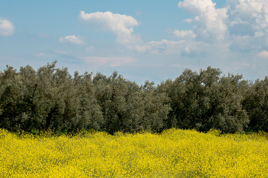 field nature spring yellow flower , Many yellow flowers in a green grass