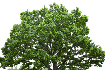 Fototapeta premium big tree on the field