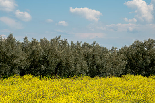 field nature spring yellow flower , Many yellow flowers in a green grass