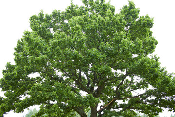 Fototapeta premium big tree on the field