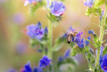 A bee collects honey on summer flowers on a bright sunny day. Summer bright background.