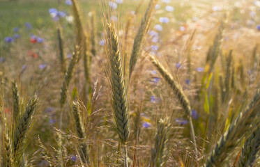 Summer landscape background with ears of wheat, summer flowers filled with evening sunlight