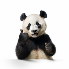 Panda Thumbs Up