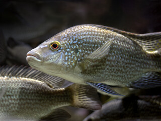 Fish Tanganyika tilapia (Oreochromis tanganicae) underwater. Selective focus, blurred background