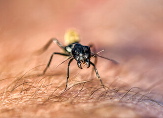 macro of an african soldier termite