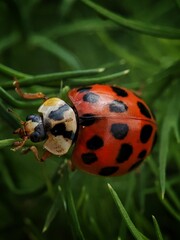 ladybird on a leaf