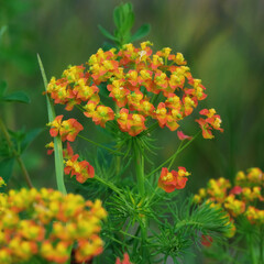 Cypress spurge euphorbia cyparissias - green natural herbal grass, plant in blossom.