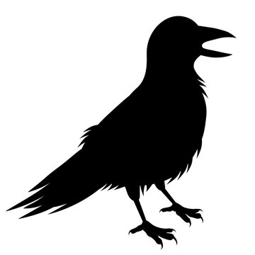 Crow silhouette on white background.