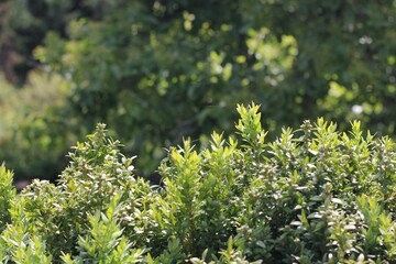 green plants growing in the meadow.