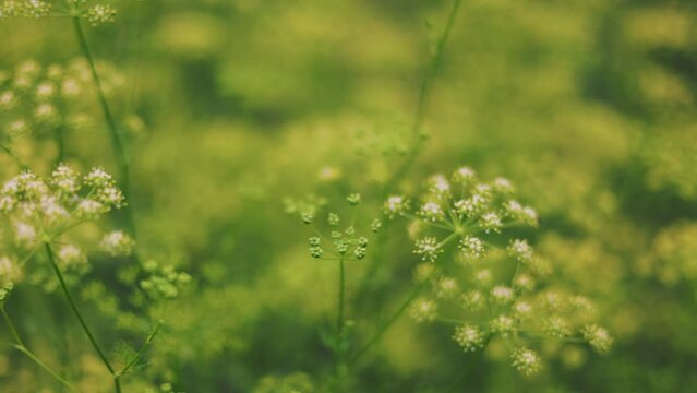 grown parsley in bloom close-up