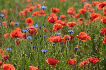 Poppy flowers (Papaver rhoeas) and cornflowers (Centaurea cyanus) in backlight on a wildflower meadow.