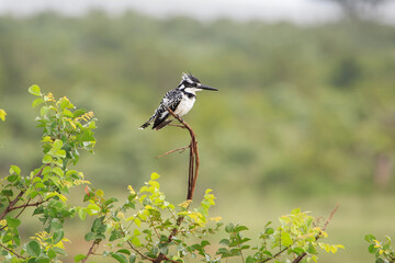 Perching pied kingfisher
