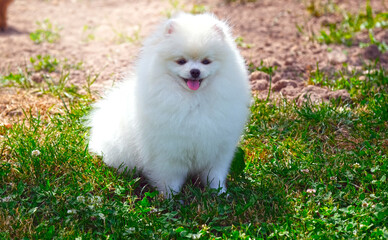 White Pomeranian spitz puppy sits on the grass with his tongue hanging out