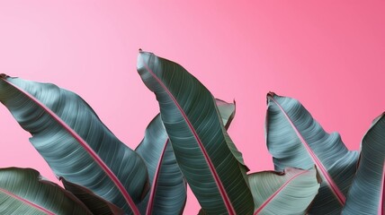 Banana leaf pink background