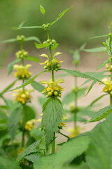Blooming golden dead-nettle (Lamium galeobdolon).