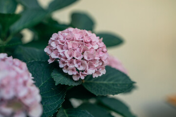 Hydrangea is pink, blue, lilac, violet, purple flowers are blooming in spring and summer at sunset in town garden. High quality photo