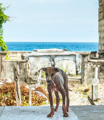 Homeless stray dog,with acute mange,caused by scabies,living alone, amongst the tombs at a cemetery...